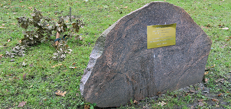 Ścięty "Dąb wolności" zostanie zastąpiony innym. "Podobny przypadek dewastacji tego pomnika mieliśmy już wcześniej"