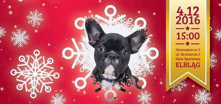 Niebawem II Charytatywny Maraton Fitness "Zwierzętom w potrzebie"