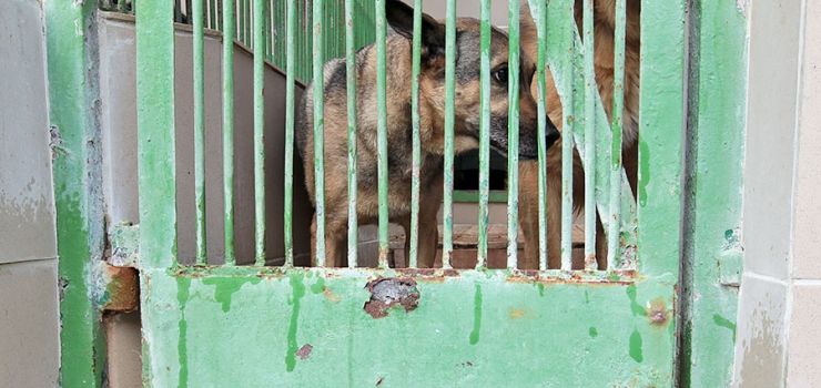Remont w schronisku dla bezdomnych zwierząt. Te boksy czekają na to od lat