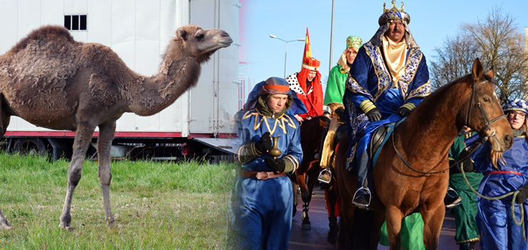 W Orszaku Trzech Króli będzie w tym roku uczestniczyć wielbłąd? Znamy wyniki konkursu