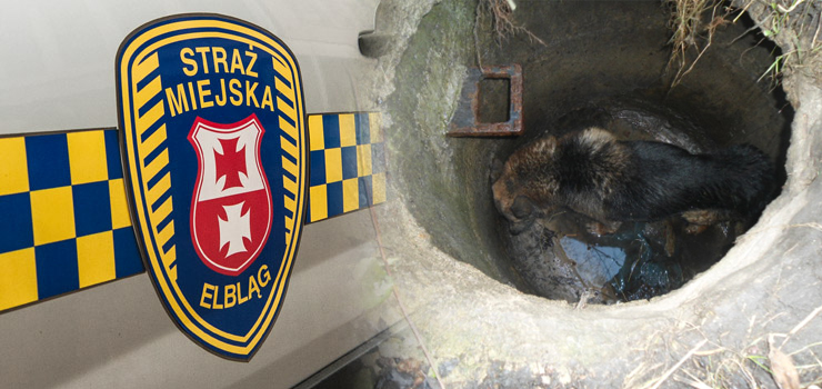 Pies wpadł do studzienki. Była niezabezpieczona bo złodzieje ponieśli pokrywę na złom?