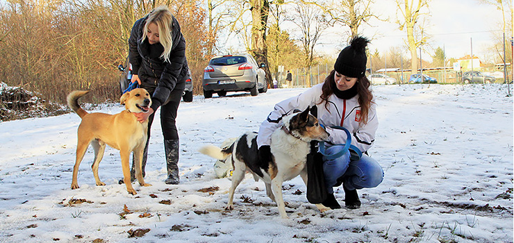 Zimowy Bieg na Sze ap w schronisku OTOZ Animals