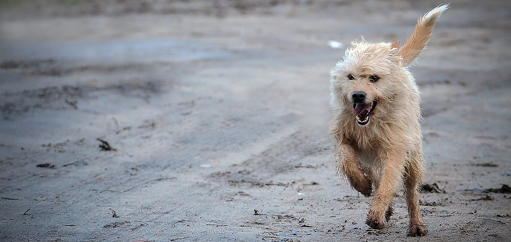 Biegają samopas, wpadają pod samochody, gryzą... Właściciele psów są bezkarni?