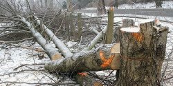 Zetn drzewa, by moga powsta cieka. Na Fromborskiej ruszya wycinka okoo 300 drzew