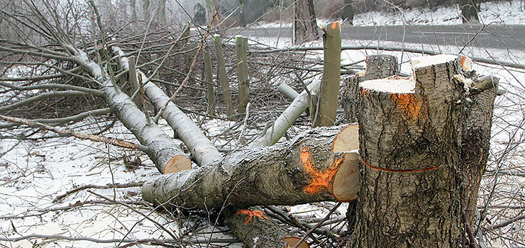 Zetną drzewa, by mogła powstać ścieżka. Na Fromborskiej ruszyła wycinka około 300 drzew