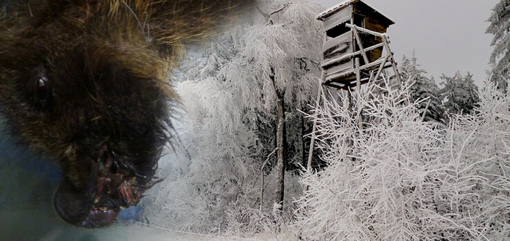 Postrzelił dziczka w ryjek, ranne zwierzę zostało w lesie. Barbarzyństwo zgodne z prawem?