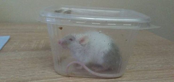 To nie były urojenia. Mężczyzna trafił na izbę wytrzeźwień z... białą myszką w kieszeni