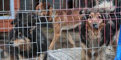 Postanowilimy sprawdzi, dlaczego adopcja zwierzaka nie jest dla kadego?