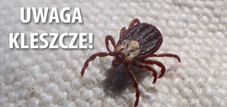 Kleszcze dają już znać o sobie i zarażają. Jakie ryzyko jest w Elblągu?