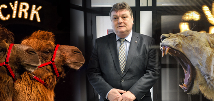 Prezydent Wrblewski chcia zakaza cyrkom wjazdu do Elblga. Teraz Miasto za to zapaci