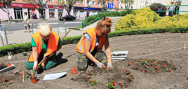 Elbląg kwiatami malowany. 100 tysięcy sadzonek ozdobi miasto i zachęci do turystyki