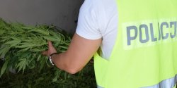 Blisko 500 krzew�w konopi indyjskich na podpas��ckiej plantacji