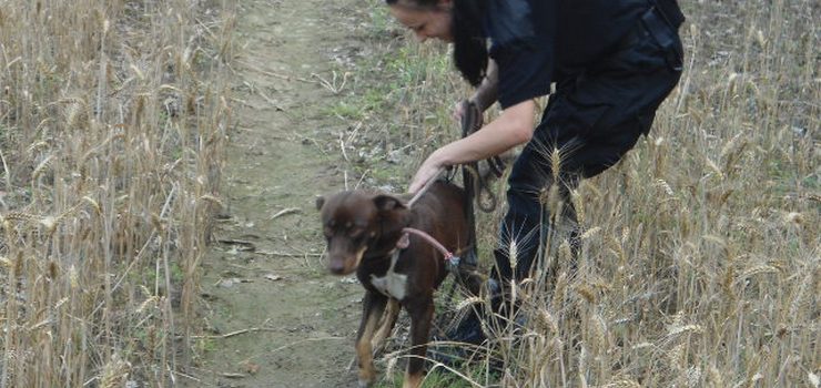 Przywizany do drzewa czeka na mier. Stra miejska szuka waciciela porzuconego psa