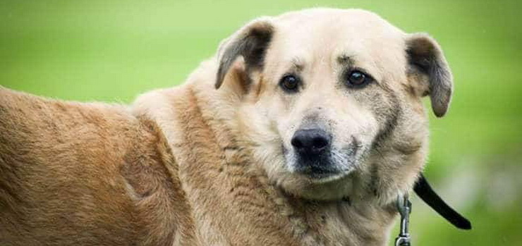 41-latek kopa i godzi labradora. Sd wyda wyrok bezwzgldnego wizienia za zncanie si nad psem