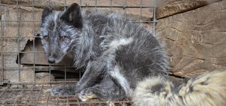 Czas na koniec hodowli zwierząt futerkowych. Elblążanie chcą do tego przekonać posłów