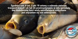 Zas�aniaj�c si� tradycj�, fundujemy karpiom tortury. Co elbl��anie my�l� o sprzeda�y �ywych ryb?