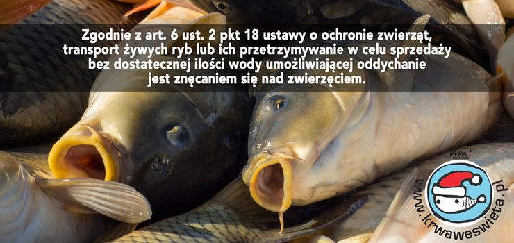 Zasłaniając się tradycją, fundujemy karpiom tortury. Co elblążanie myślą o sprzedaży żywych ryb?