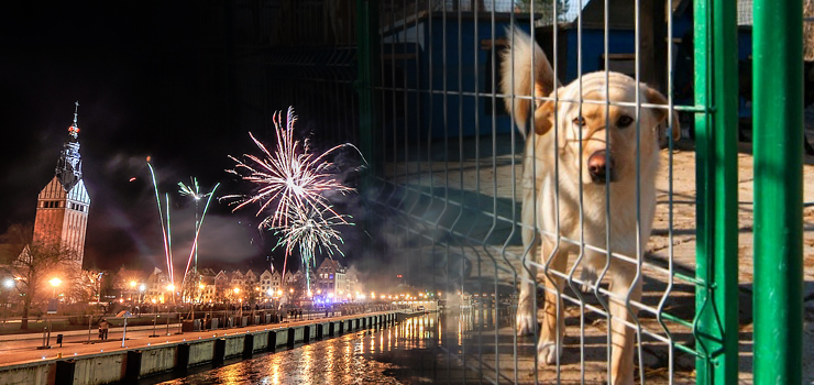 Zobacz, jak psy reagują na wystrzały fajerwerków! One cierpią! - film