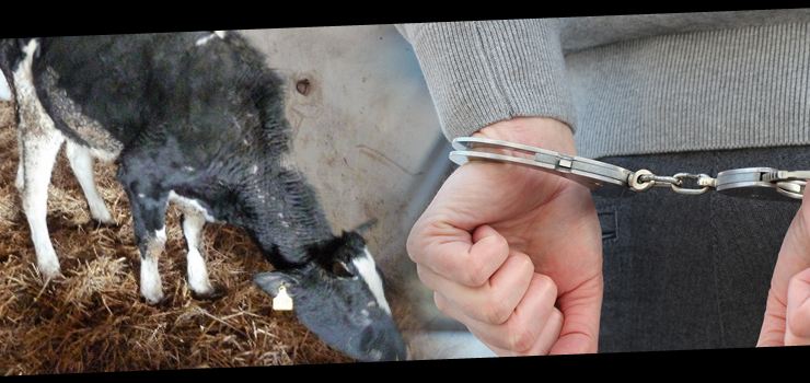 Zgotował zwierzętom horror. Niemiec Stefan D. w końcu usłyszy wyrok?