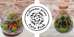 Las w sercu miasta czyli ywa natura w szkle – wygraj LAS w soiku