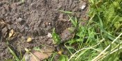 Granat z czasw II Wojny wiatowej znaleziony na osiedlu Dbrowa. „By koo instalacji gazowej”