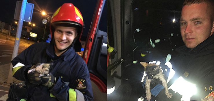 Elbląg: Strażacy uratowali kociaka. Zwierzak utknął w studzience burzowej