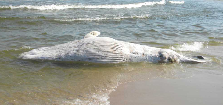 Na Mierzei Wilanej morze wyrzucio na brzeg wieloryba. To ju drugi taki przypadek