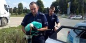 Elblscy policjancji pomogli uratowa bociana