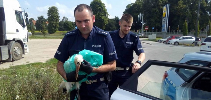 Elblscy policjancji pomogli uratowa bociana