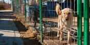 Dzieci pomog napeni psie brzuszki. Szkolny konkurs dedykowany schronisku