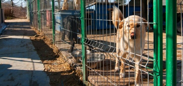 Dzieci pomog napeni psie brzuszki. Szkolny konkurs dedykowany schronisku