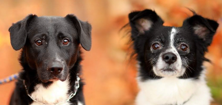 Dlaczego człowiek, którego codziennie z radością witały nagle postanowił je oddać do zimnej budy?