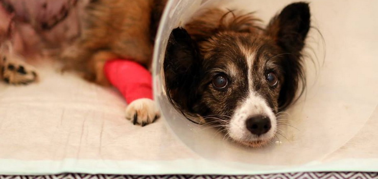 Jej przerażone oczy krzyczą: Nie krzywdź mnie! (Uwaga - drastyczne zdjęcia)