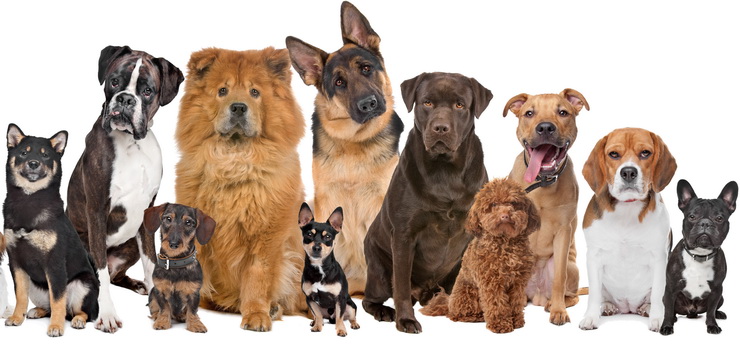 Chcesz zadbać o wizerunek swojego ukochanego pupila? Każdy pupil może liczyć u nas na indywidualne podejście