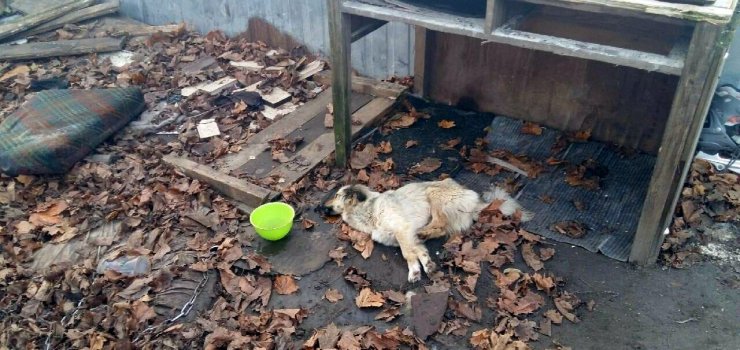 Zagłodzili psa. Konał na łańcuchu. Grozi im do 5 lat więzienia