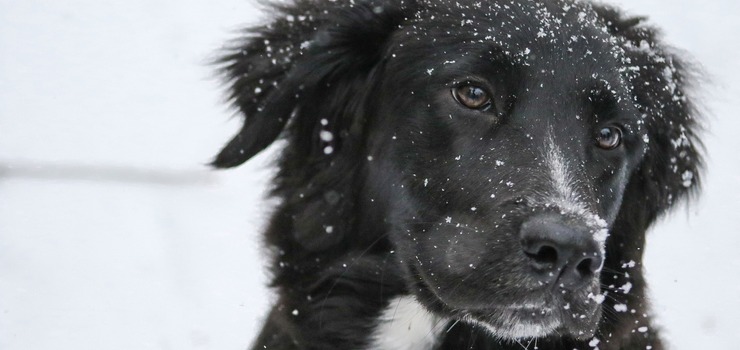 "Pies przymarz do ulicy, schronisko nie chciao mu pomc". Elblanka alarmuje, animalsi tumacz