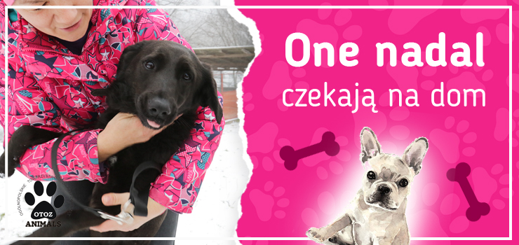 One nadal czekają na dom: poznaj Anielkę, Bąbla, Bodzia, Dżona, Holuzia i Kazana