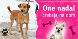 One nadal czekaj� na dom: poznaj Kerdo, Lun�, Noki�, Robina, Rufusa i Zar�
