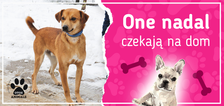 One nadal czekają na dom: poznaj Kerdo, Lunę, Nokię, Robina, Rufusa i Zarę