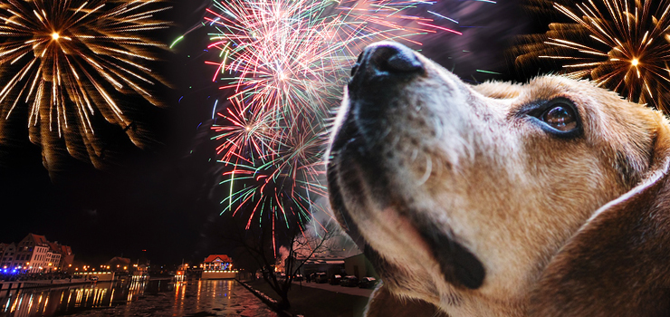 My strzelamy dla zabawy, one cierpią. Fajerwerki są ogromnym stresem dla zwierząt - zobacz film