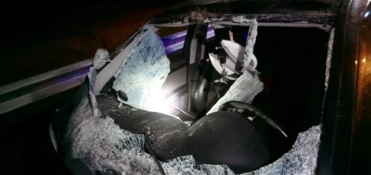 UWAGA! Łosie na odcinku drogi S7 w pobliżu Kiezmarku . Doszło już do trzech wypadków