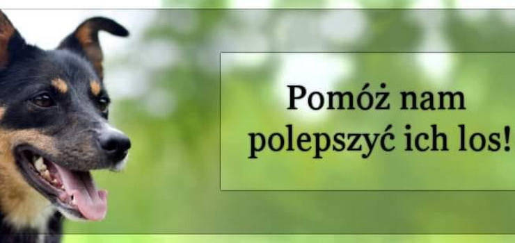 W Nowy Rok Schronisko Psi Raj weszo z ogromnym dugiem. Jak mona im pomc?