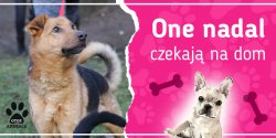 One nadal czekaj� na dom: poznaj Brutusa, Dreda, Gaf�, Her� i Kajko