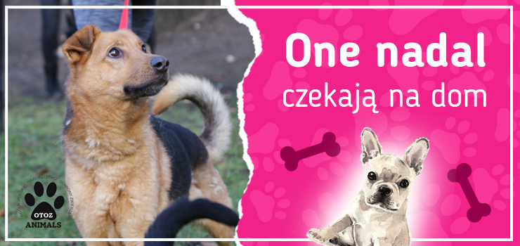 One nadal czekają na dom: poznaj Brutusa, Dreda, Gafę, Herę i Kajko