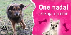 One nadal czekaj na dom: poznaj Delmara, Galaxa, Hien i Kitusia