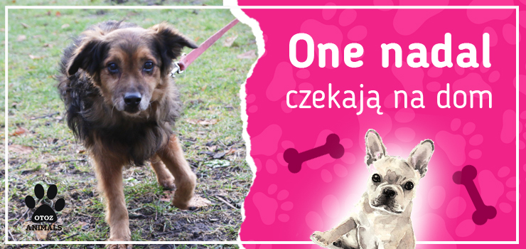 One nadal czekają na dom: poznaj Delmara, Galaxa, Hienę i Kitusia