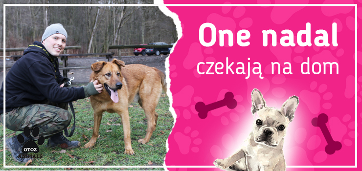 One nadal czekają na dom: poznaj Bodzia, Dżonego, Gerbera, Humora i Majkę