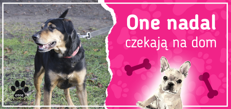 One nadal czekają na dom: poznaj Arielkę, Filemona, Gryfę, Jagodę i Makao