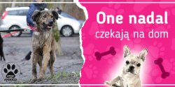 One nadal czekaj na dom: poznaj Lofti, Perek, Rolesa, Szprych i Ziomka