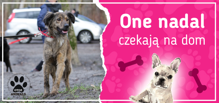 One nadal czekają na dom: poznaj Lofti, Perełkę, Rolesa, Szprychę i Ziomka